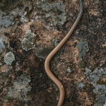 Pootloze Skink