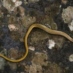 Peloponnesoshazelworm