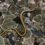 Peloponnesoshazelworm