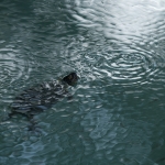 Europese Moerasschildpad