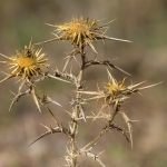 Geclusterde Driedistel