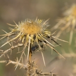 Geclusterde Driedistel