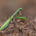Europese Bidsprinkhaan