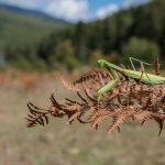 Europese Bidsprinkhaan