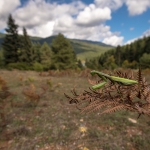 Europese Bidsprinkhaan