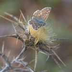 Bretons Spikkeldikkopje