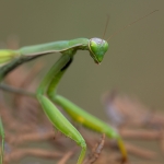 Europese Bidsprinkhaan