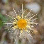 Geclusterde Driedistel