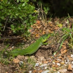 Balkan Smaragdhagedis