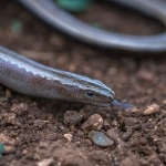 Peloponnesoshazelworm