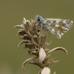 Bretons Spikkeldikkopje