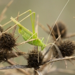 Witsprietsikkelsprinkhaan