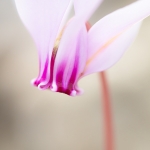 Napolitaanse Cyclaam