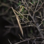 Europese Bidsprinkhaan