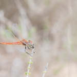 Zwervende Heidelibel