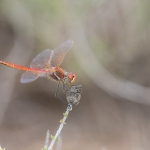 Zwervende Heidelibel