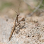 Europese Bidsprinkhaan