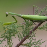 Europese Bidsprinkhaan