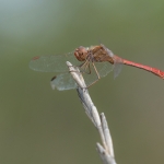 Zuidelijke Heidelibel