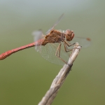 Zuidelijke Heidelibel