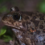 Syrische Knoflookpad