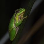 Oostelijke Boomkikker