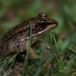 Balkanmeerkikker