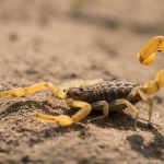 Aegaeobuthus gibbosus