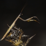 Europese Bidsprinkhaan