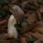 Gewoon Eekhoorntjesbrood