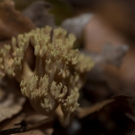 Groenwordende Koraalzwam