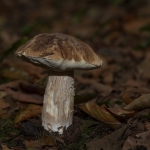 Gewoon Eekhoorntjesbrood