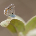 Icarusblauwtje