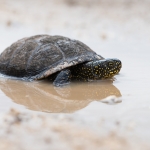 Europese Moerasschildpad