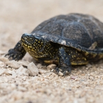 Europese Moerasschildpad