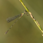 Oostelijke Houtpantserjuffer