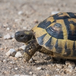 Griekse Landschildpad