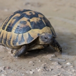 Griekse Landschildpad