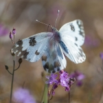 Oostelijk Resedawitje