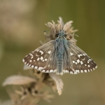 Bretons Spikkeldikkopje