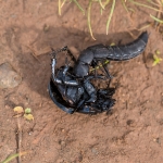 Stinkende Kortschild