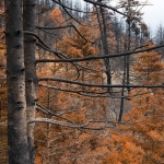 Dystopisch landschap