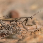 Europese Bidsprinkhaan