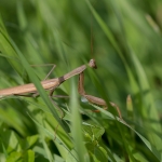 Europese Bidsprinkhaan