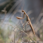 Europese Bidsprinkhaan