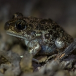 Syrische Knoflookpad