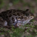 Syrische Knoflookpad