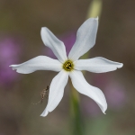 Narcissus obsoletus