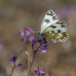Oostelijk Resedawitje