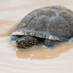 Europese Moerasschildpad